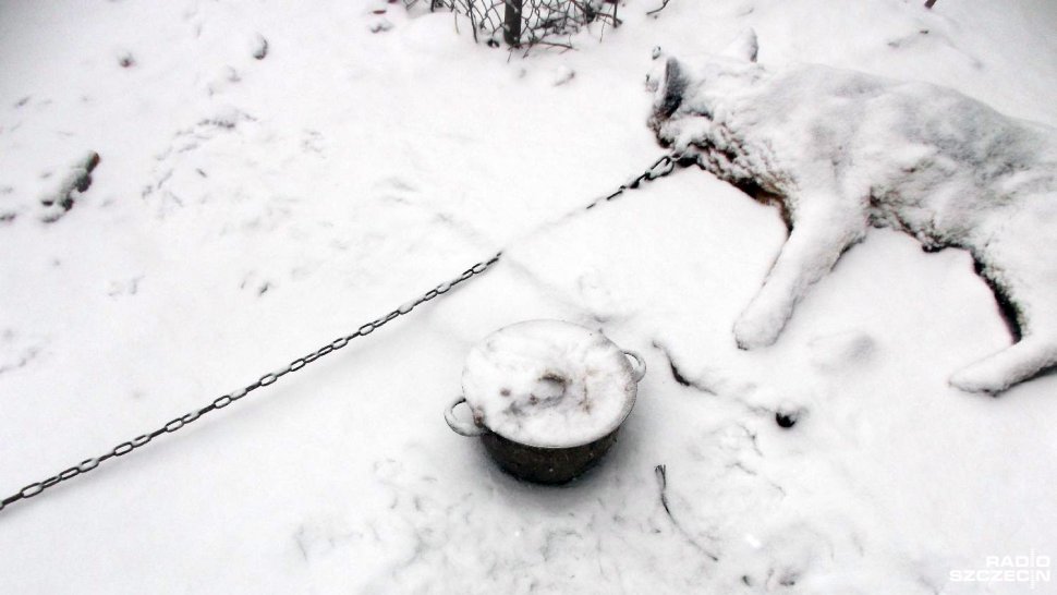 Zmarznięty pies - nie dopuśćmy do takich sytuacji!