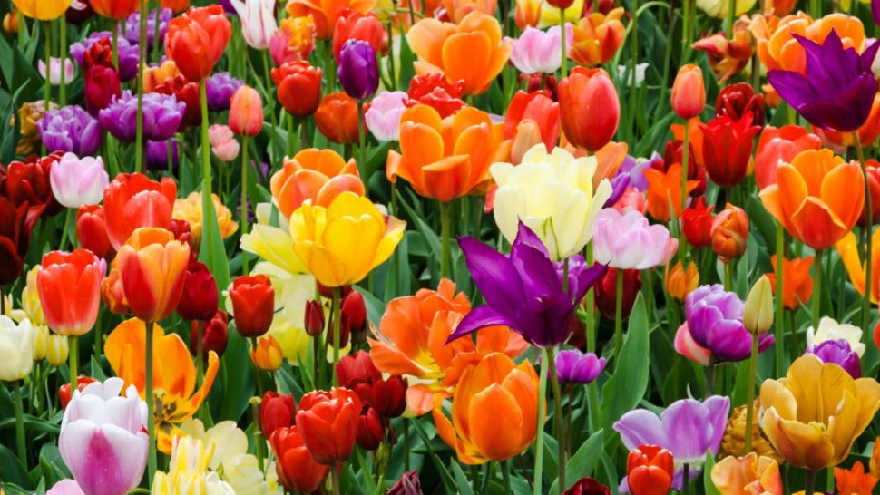 Kwiaty z życzeniami