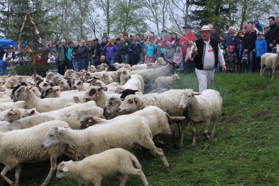 Widzowie obserwują owce